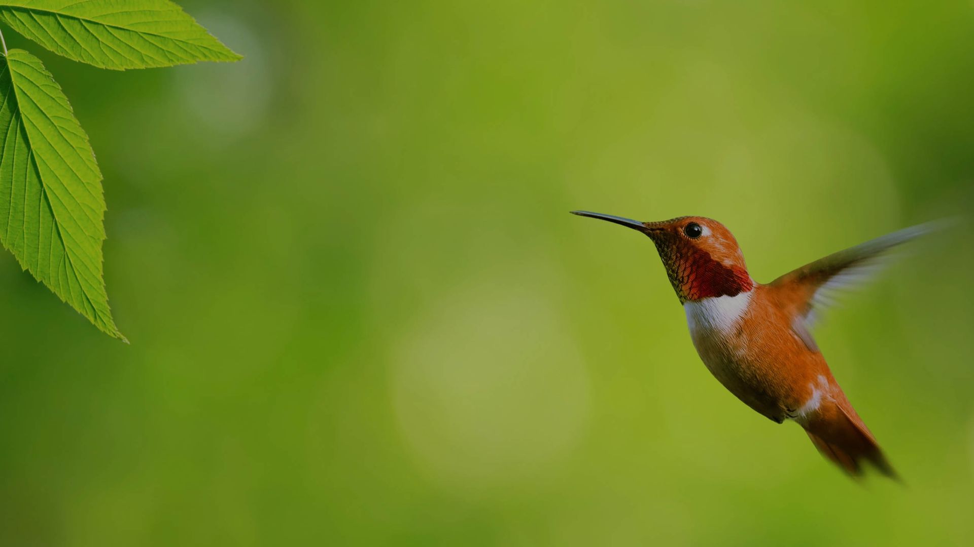 Corsa Deco: дизайн упаковки