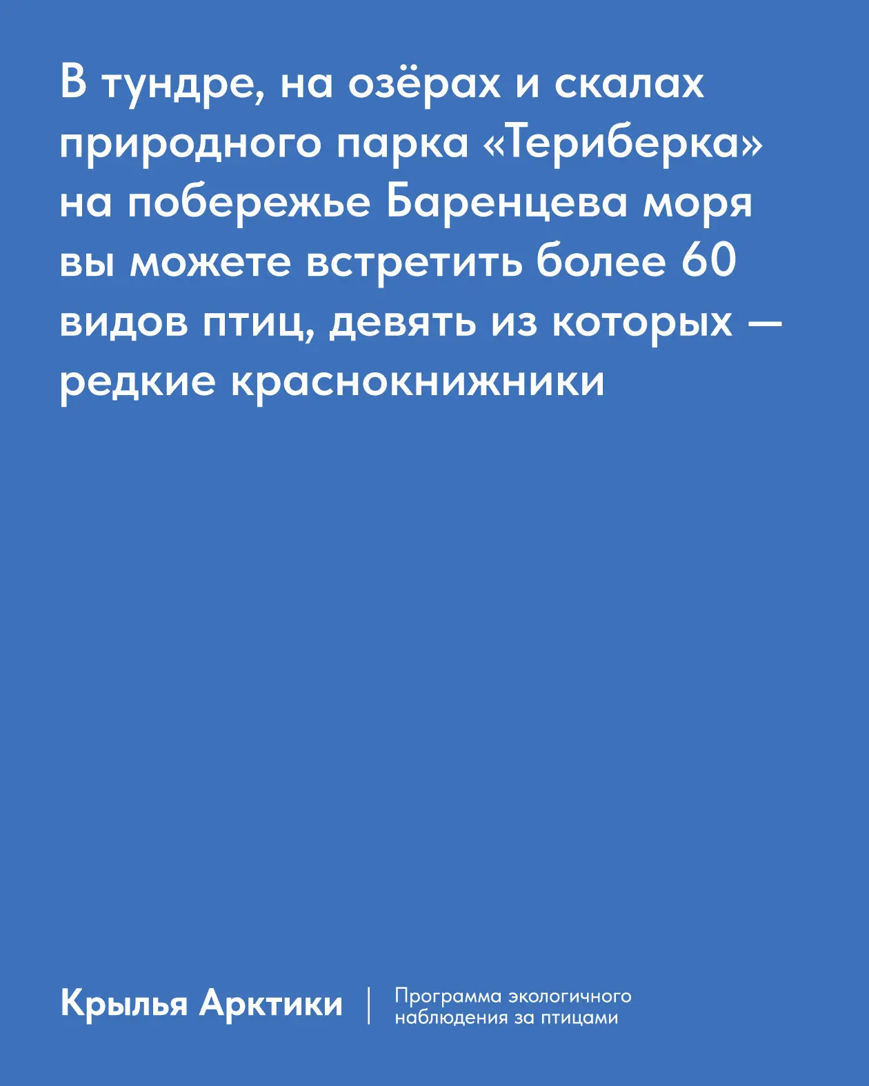 Вертикальный макет с текстом о природе Териберки и Баренцева моря, дизайн айдентики